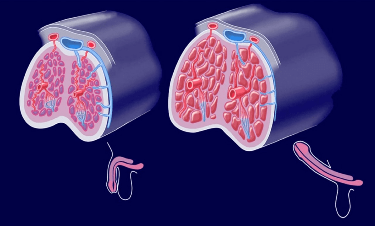 estructura interna del pene