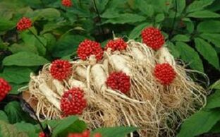 El ginseng aumenta el flujo sanguíneo al pene.