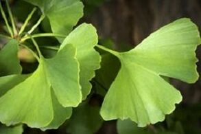 Hojas de Ginkgo Biloba para el crecimiento del pene