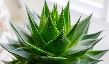 El uso del aloe para aumentar el miembro