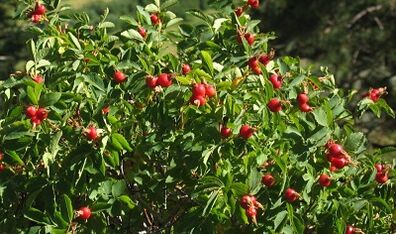 Rosehip para aumentar el pene
