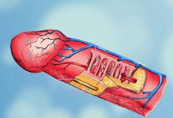 estructura del pene y agrandamiento de la cabeza